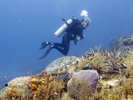 IMG 3289 Josh and Hawksbill Turtle